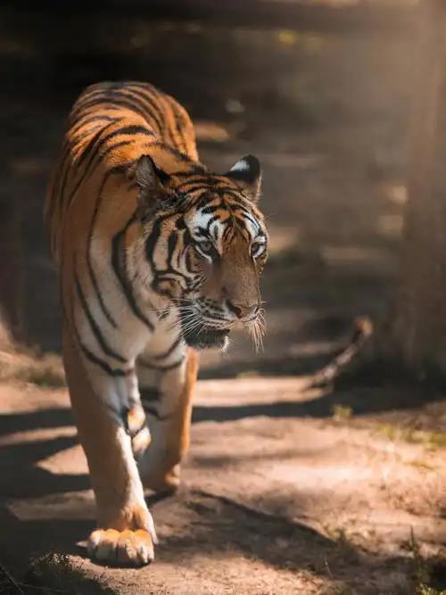 传奇星虎力量 传奇星虎力量